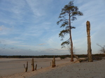 FZ025012 Tree stumps in sand dunes.jpg